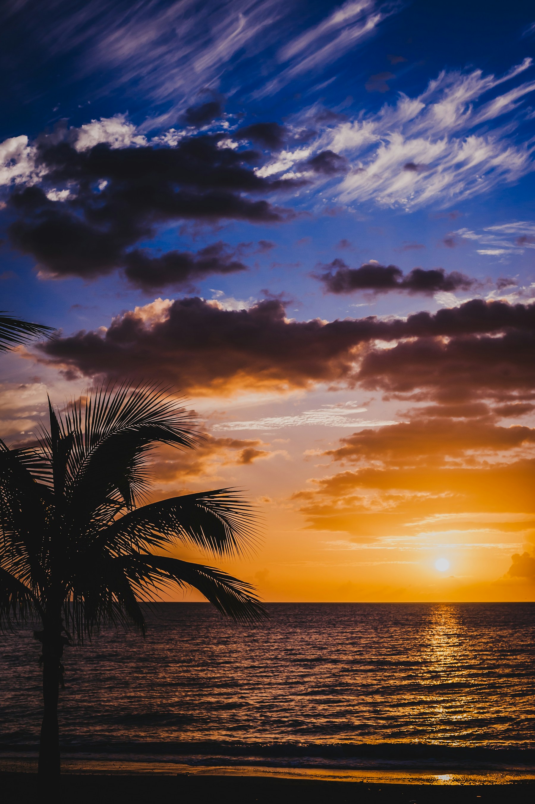 Palm trees at sunset on Ocean Park Beach